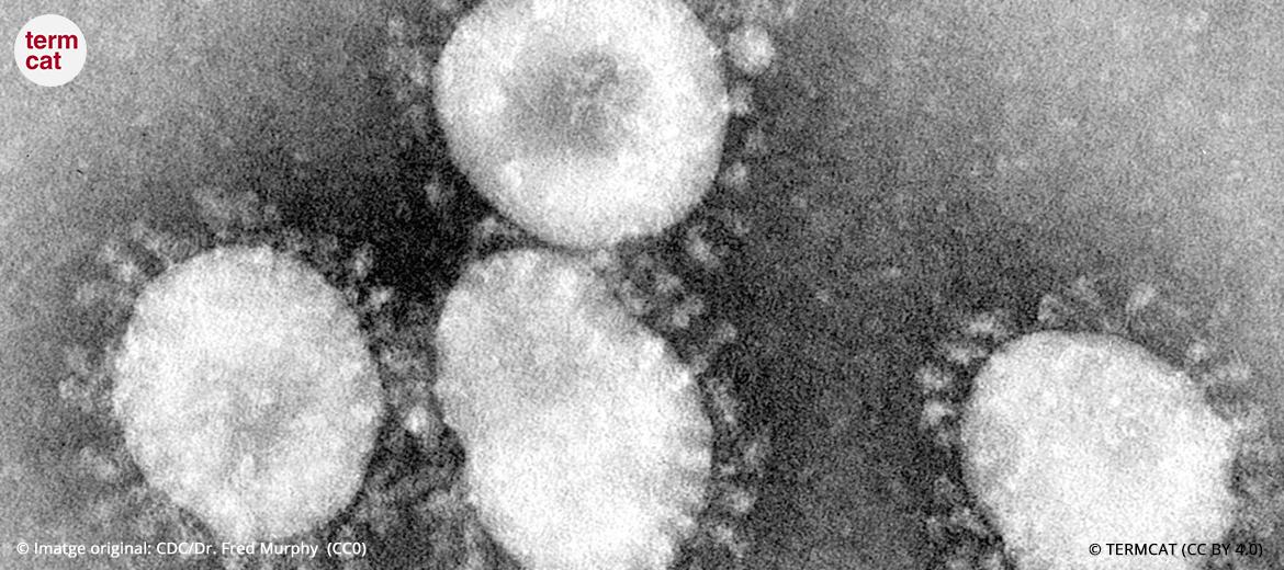 imatge del coronavirus