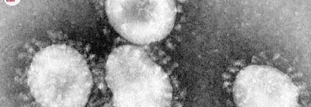 imatge del coronavirus